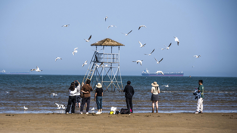 2024年5月12日，河北秦皇島，北戴河鴿子窩公園成群海鷗在天空中自由翱翔，與大海、藍天構(gòu)成了一幅美麗的畫卷。
